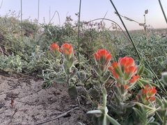 Castilleja mendocinensis