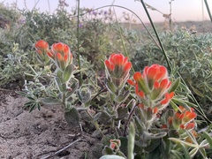 Castilleja mendocinensis