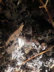 Hemicrepidius nemnonius