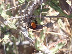 Phidippus purpuratus