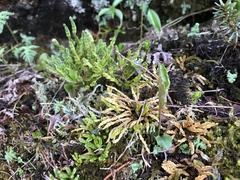Diphasiastrum alpinum