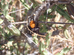 Phidippus purpuratus