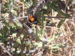 Phidippus purpuratus