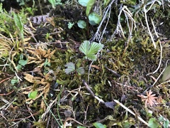 Rubus arcticus