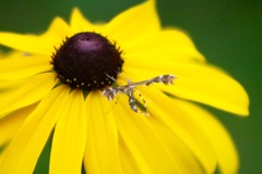 Dejongia lobidactylus