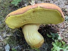 Butyriboletus brunneus