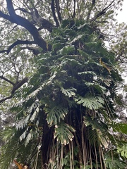 Monstera deliciosa