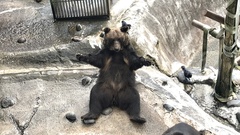 Ursus arctos lasiotus