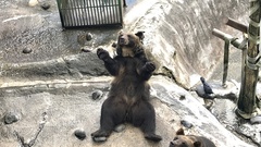 Ursus arctos lasiotus