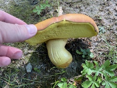 Butyriboletus brunneus