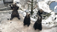 Ursus arctos lasiotus