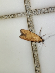 Blastobasis decolorella