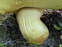 Butyriboletus brunneus