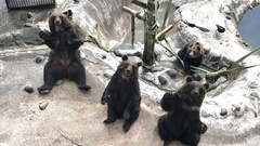 Ursus arctos lasiotus