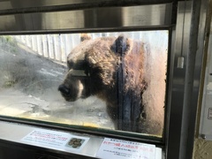 Ursus arctos lasiotus