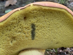 Butyriboletus brunneus