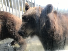 Ursus arctos lasiotus