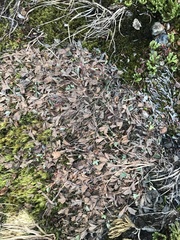 Sibbaldia procumbens