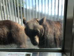 Ursus arctos lasiotus