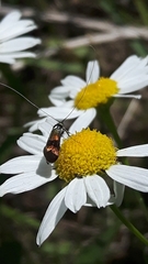 Nemophora fasciella