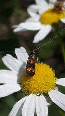 Nemophora fasciella