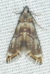 Eoparargyractis plevie