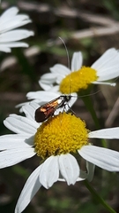 Nemophora fasciella