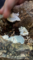 Polyporales