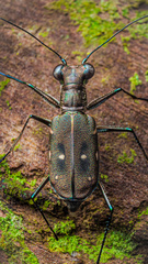 Cylindera discreta