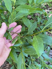 Salix lutea
