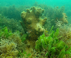 Serranus subligarius