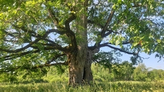 Chaenotheca chlorella