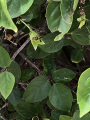 Polistes dominula
