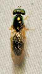 Cephalochrysa canadensis