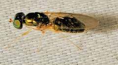Cephalochrysa canadensis