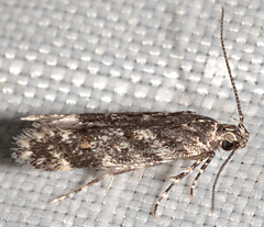 Glauce pectenalaeella