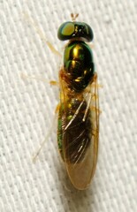 Cephalochrysa canadensis