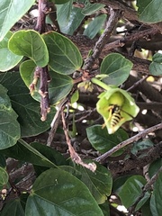 Polistes dominula