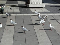 Chroicocephalus ridibundus