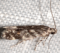 Glauce pectenalaeella