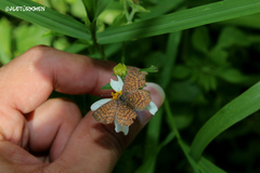 Calephelis sinaloensis sinaloensis