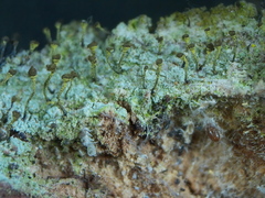 Chaenotheca chlorella