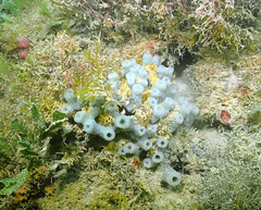 Haliclona caerulea