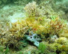 Haliclona caerulea
