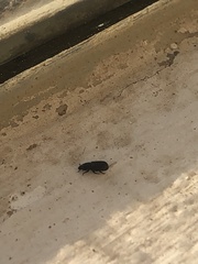 Cossoninae
