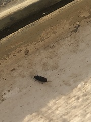 Cossoninae