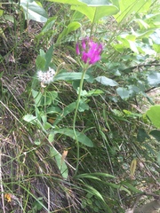 Allium brevistylum