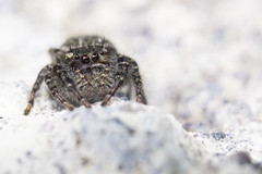 Phidippus cerberus