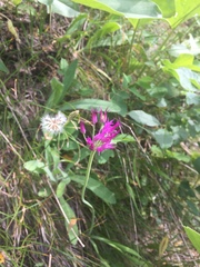 Allium brevistylum
