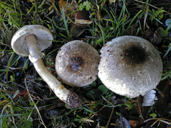 Agaricus moelleroides